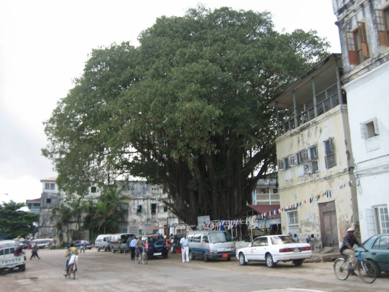 Zansi (22) Big Tree